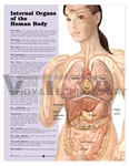    Internal Organs of the Human Body Anatomical Chart